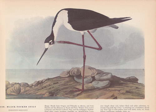 Audubon 1942 vintage - 1942,